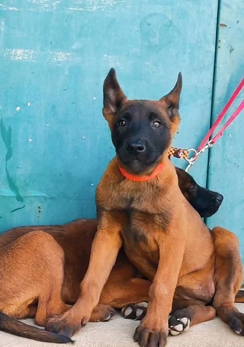 小马犬的饮食需求——从幼崽到成犬（小马犬的饮食需求及注意事项，让您的宠物健康成长）