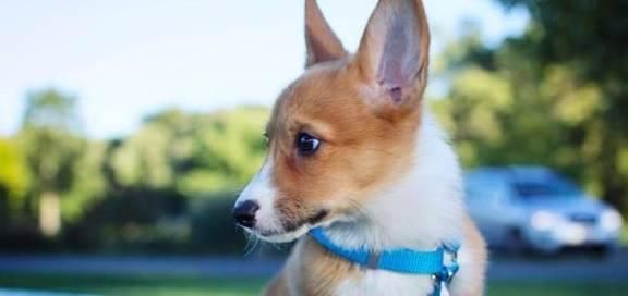 从几个月开始，柯基狗狗就可以吃成犬粮？（健康的饮食习惯对柯基狗狗的成长至关重要）
