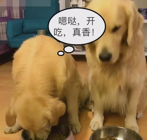 金毛犬的饮食之道（从幼犬到成犬，肉类饮食应该何时开始？）