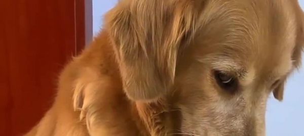 金毛犬的饮食之道（从幼犬到成犬，肉类饮食应该何时开始？）