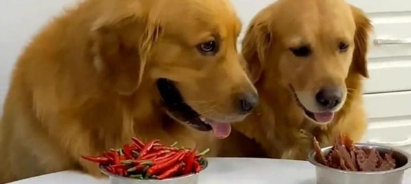 金毛犬的饮食之道（从幼犬到成犬，肉类饮食应该何时开始？）