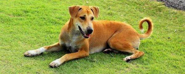 狗多大算成犬