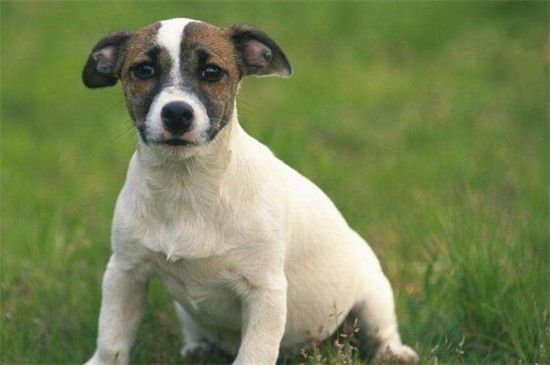 狗多大算成犬