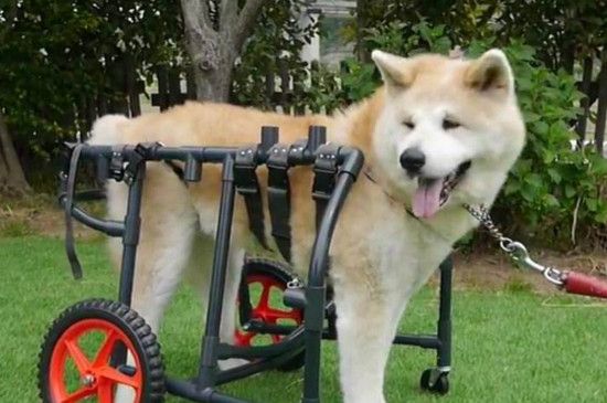 泰迪几个月算成犬