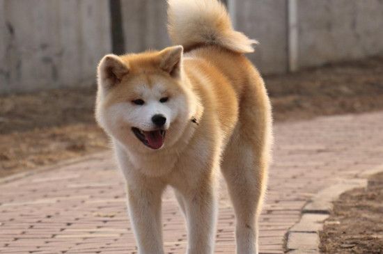 泰迪几个月算成犬