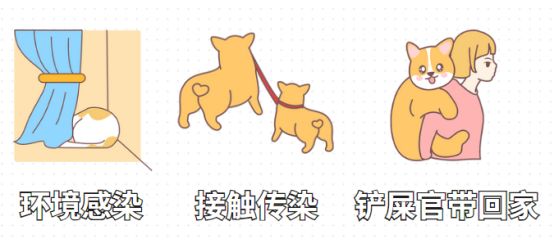 狗狗身上有跳蚤怎么办？