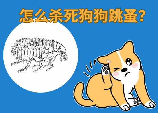杀死狗狗身上跳蚤最简单的方法