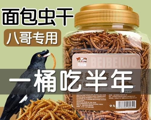 如何合理搭配食物喂养八哥鸟（科学饲养让八哥鸟健康成长）