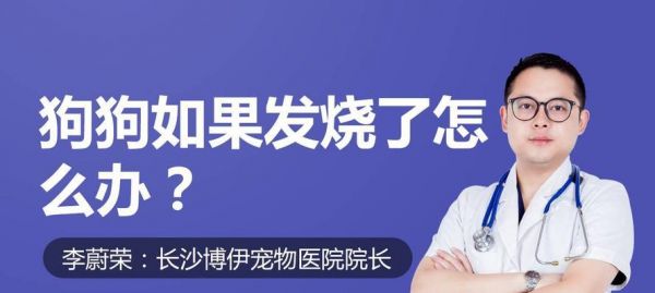 小狗发热怎么办？-15个处理狗热的方法
