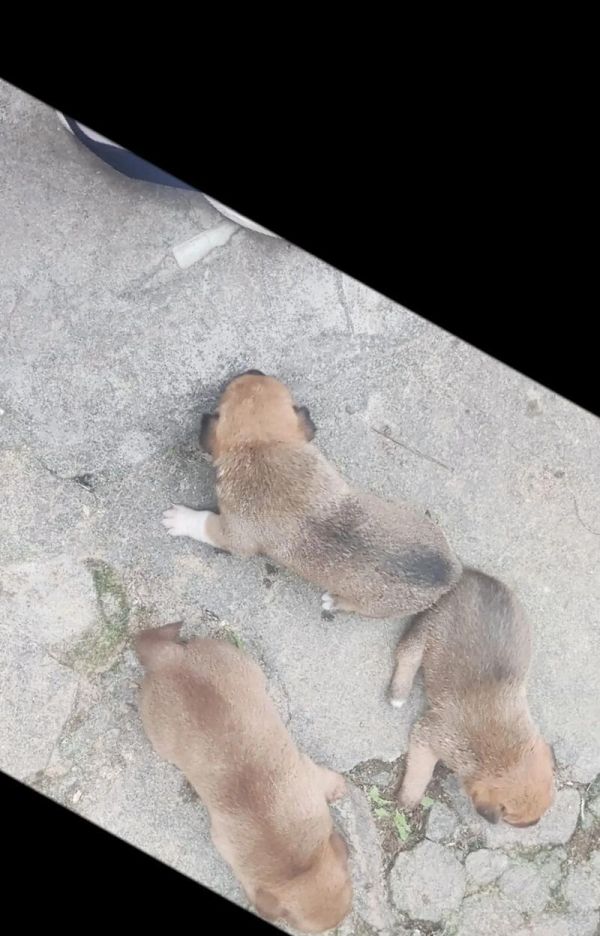 宠物狗狗口腔健康护理（四个关键方法让爱犬口腔更健康）