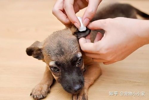 狗狗耳朵怎么这么黄呀?是健康问题吗?