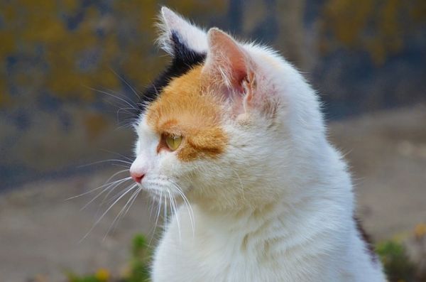 猫咪尿量少但次数多,难道是猫下泌尿综合症在作祟?