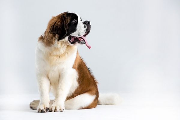 犬窝咳的治疗方法有哪些选择?
