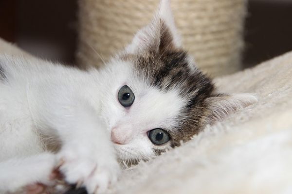 猫肠炎和猫瘟有什么区别?