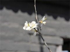 精选安康锦鲤出售 品种多样