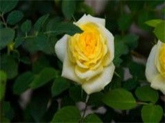 安康发财树出售 安康出售发财树 专业服务伴你行
