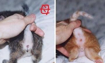 刚出生的小猫多长时间能活动一次呢?