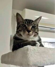 刚出生的小猫多长时间能活动一次呢?