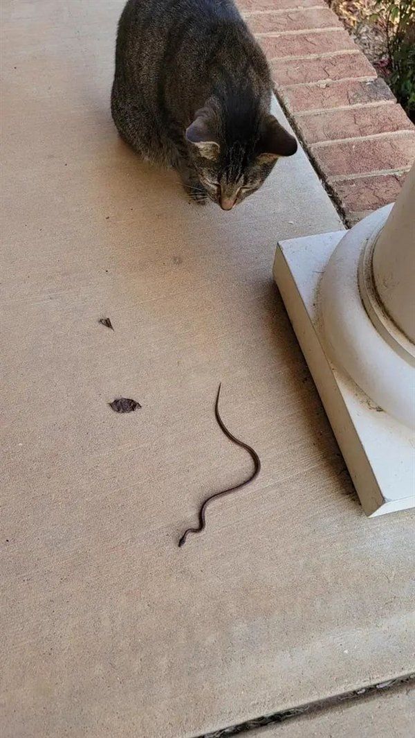 △ 猫猫:喏,送你一条蛇