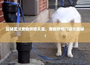 探秘武汉宠物烘焙天堂，宠物烘焙门店大揭秘！
