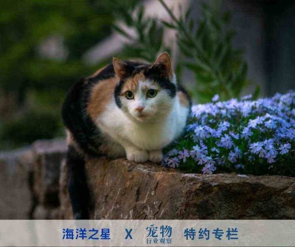 烘焙粮月度观察：原料&工艺持续升级，品类增长反哺市场新用户拓展