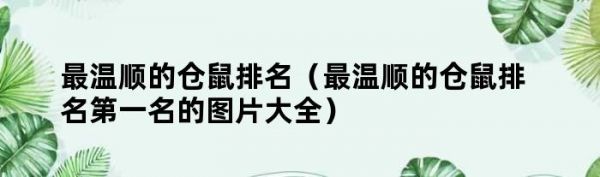 最温顺的仓鼠排名（最温顺的仓鼠排名第一名的图片大全）