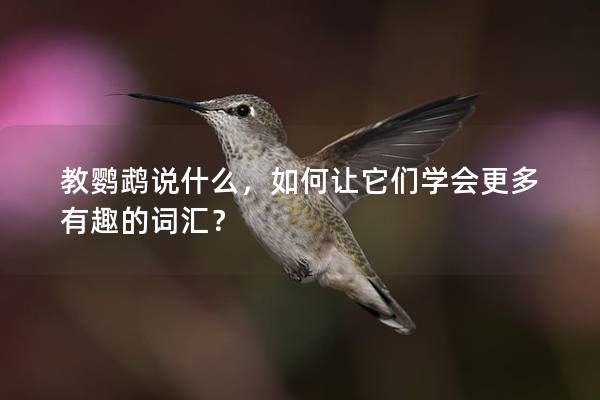 教鹦鹉说什么，如何让它们学会更多有趣的词汇？