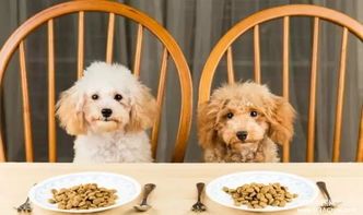 挑选适合糖尿病犬的优质狗粮