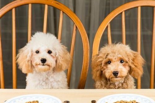 挑选适合糖尿病犬的优质狗粮