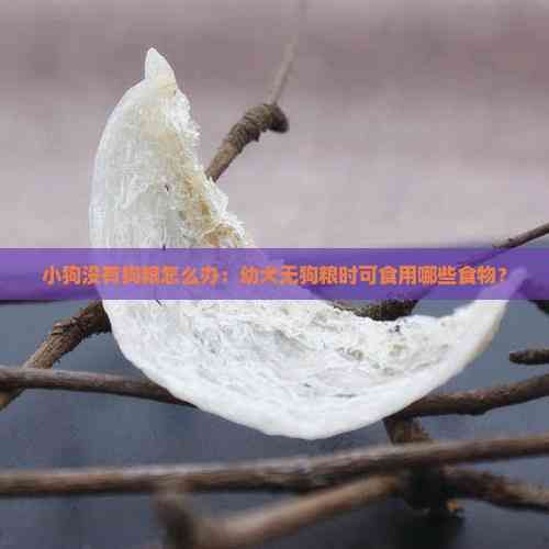 小狗没有狗粮怎么办：幼犬无狗粮时可食用哪些食物？