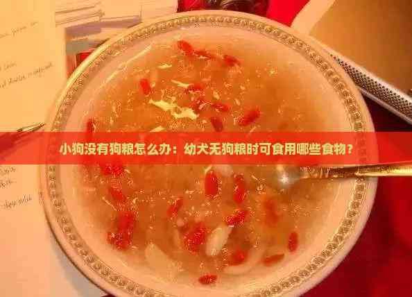 小狗没有狗粮怎么办：幼犬无狗粮时可食用哪些食物？