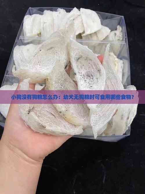 小狗没有狗粮怎么办：幼犬无狗粮时可食用哪些食物？