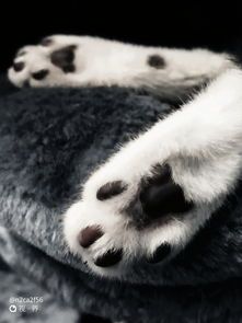 如何给宠物画眉?技巧大公开!