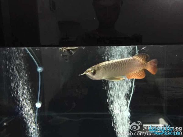 大家看看品质如何（入缸两日…=,） 观赏鱼论坛 第1张