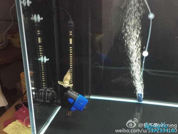 大家看看品质如何（入缸两日…=,） 观赏鱼论坛 第2张