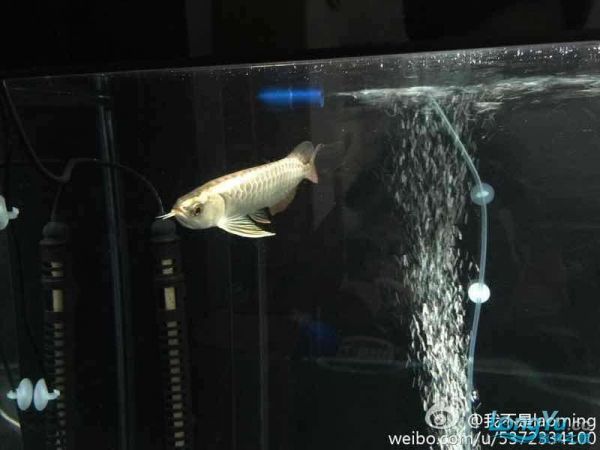 大家看看品质如何（入缸两日…=,） 观赏鱼论坛 第4张