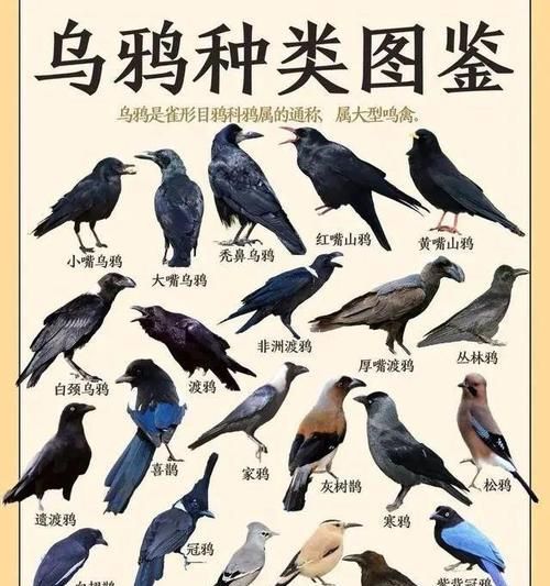 探索以巴哥鸟的生态与习性（一种独特的宠物鸟类——以巴哥鸟的特点与饲养要点）