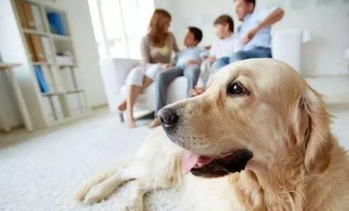 揭秘喂养狗狗的5个常见误区（宠物主人必看，让你的爱犬健康快乐的关键）