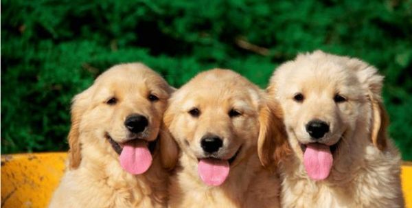 揭秘喂养狗狗的5个常见误区（宠物主人必看，让你的爱犬健康快乐的关键）