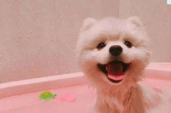博美犬六个误区，你是否中招了？（从饮食到训练，常见误区你必须知道！）