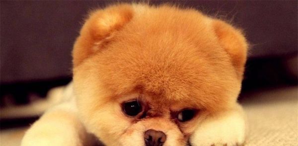博美犬六个误区，你是否中招了？（从饮食到训练，常见误区你必须知道！）