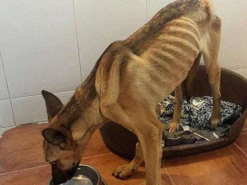 “狗狗越吃越瘦?揭秘宠物饮食误区!”