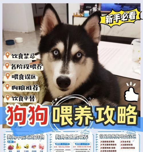 宠物狗的喂养误区（狗粮不是万能的！-）