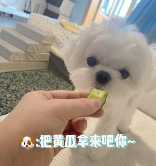 宠物狗可以吃黄瓜吗？（狗狗饮食的误区）