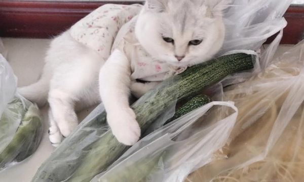宠物狗可以吃黄瓜吗？（狗狗饮食的误区）