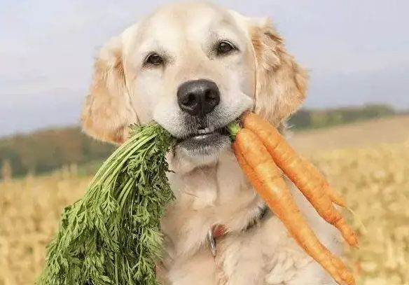这三种食物对狗狗来说很危险，铲屎官一定要注意！