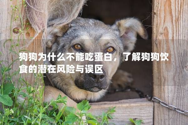 狗狗为什么不能吃蛋白，了解狗狗饮食的潜在风险与误区