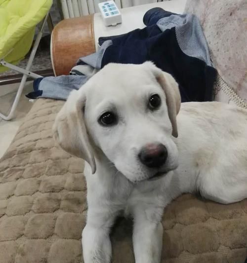 拉布拉多犬饮食误区（正确饲养拉布拉多犬的关键）