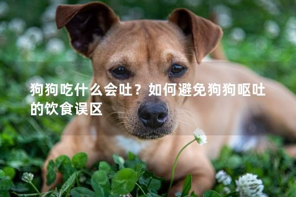 狗狗吃什么会吐？如何避免狗狗呕吐的饮食误区