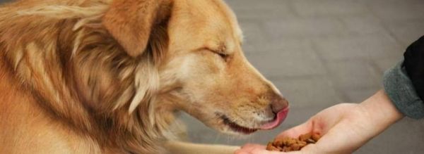 狗狗的饮食与健康（狗狗营养过剩的危害、如何科学喂养、避免过度零食赐予）